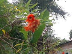 Punica