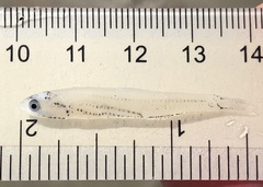 Anchoa mitchilli