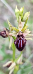 Ophrys sphegodes atrata