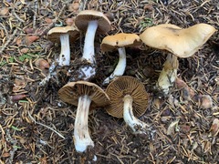 Cortinarius malachius