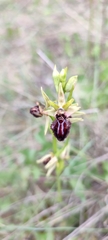 Ophrys sphegodes atrata