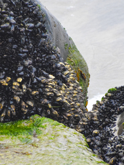 Mytilus californianus