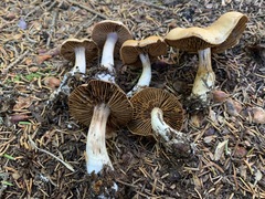 Cortinarius malachius