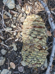 Abies magnifica shastensis