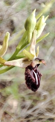 Ophrys sphegodes atrata