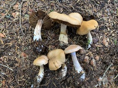 Cortinarius malachius