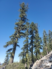 Abies magnifica shastensis
