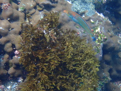 Halichoeres dispilus