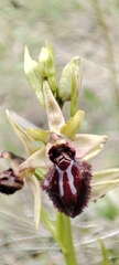 Ophrys sphegodes atrata