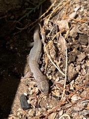Xantusia vigilis