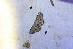 Aethalura intertexta