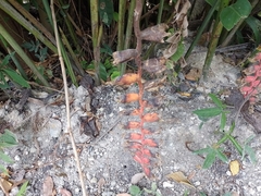 Heliconia rostrata