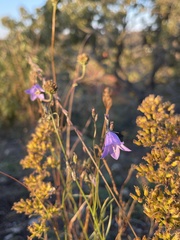 Campanula intercedens
