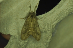 Orgyia leucostigma