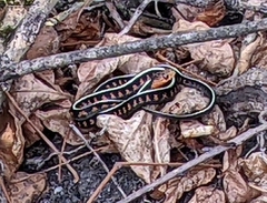 Thamnophis sirtalis concinnus