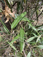 Parsonsia brisbanensis