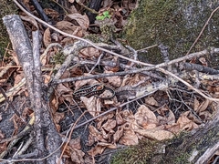 Thamnophis sirtalis concinnus