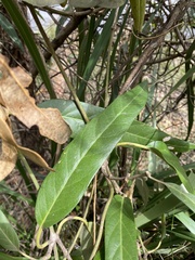 Parsonsia brisbanensis