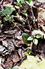 Polygaloides paucifolia