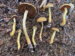 Cortinarius tinctorum