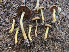 Cortinarius tinctorum