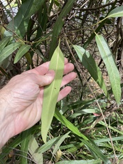 Parsonsia brisbanensis