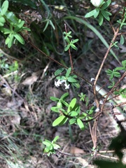 Pimelea