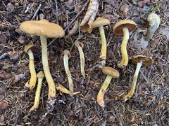 Cortinarius tinctorum