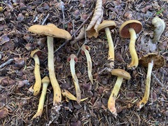 Cortinarius tinctorum