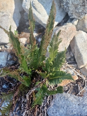 Polystichum