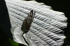 Hamadryas