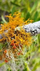 Teloschistes capensis