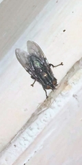 Sarconesia chlorogaster