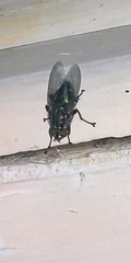 Sarconesia chlorogaster