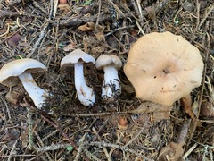 Cortinarius malachius