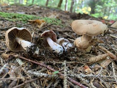 Cortinarius malachius