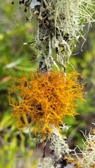 Teloschistes capensis