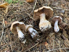 Cortinarius malachius