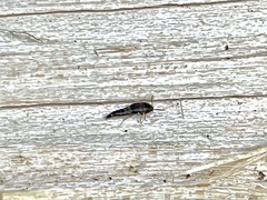 Sepedophilus