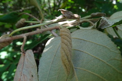 Helicteres baruensis