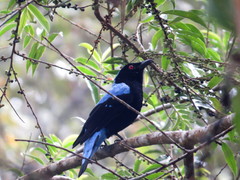 Asian Fairy-Bluebird photo 3