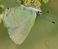 Erora nitetis