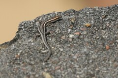 Cryptoblepharus virgatus