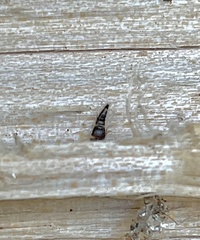 Sepedophilus