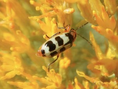 Paranapiacaba tricincta