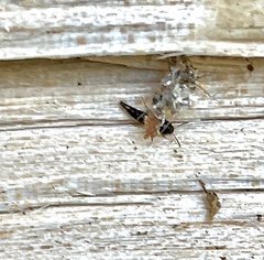 Sepedophilus
