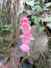 Begonia tapatia