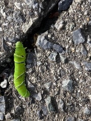 Papilio xuthus