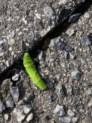 Papilio xuthus