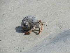 Coenobita compressus